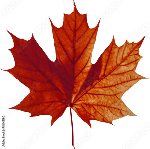 Autumn maple leaf isolated cut out png on transparent background