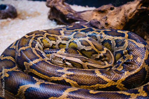 Close up photo of a python 