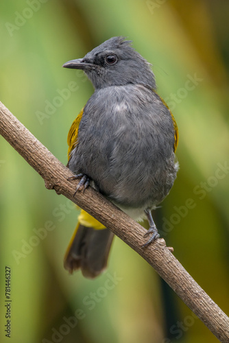 The grey-bellied bulbul (Ixodia cyaniventris) is a species of songbird in the bulbul family. It is found on the Malay Peninsula, Sumatra and Borneo. photo