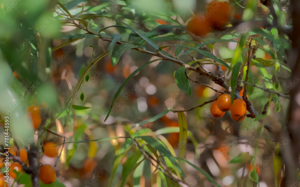 Rokitnik zwyczajny – pomarańczowe jagody krzewu z rodziny oliwkowatych.Wśród zarośli o wydłużonych liściach znajduje się duża ilość bardzo zdrowych owoców, nadających się do spożycia.
 - obrazy, fototapety, plakaty 
