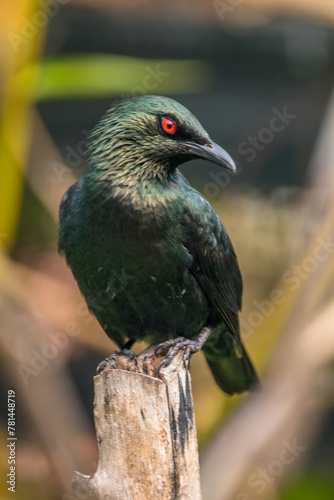 The Asian glossy starling (Aplonis panayensis) is a species of starling in the family Sturnidae. It is found in Bangladesh, Brunei, India, Indonesia