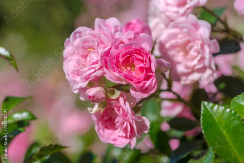 Różowe róże z kroplami deszczu na płatkach kwiatów. Piękne kwiaty na miejskim kwietniku we wrześniowy poranek.