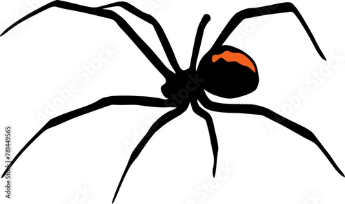 Black Widow Spider photo