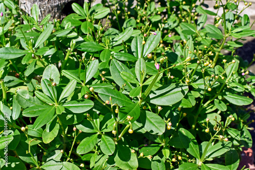 Fameflower or Jewels-of-Opar plant (Talinum paniculatum) photo