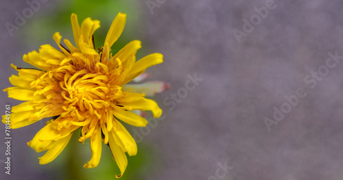 Kwiat mniszka lekarskiego o wyglądzie złotej gwiazdy. Wiosną na chodniku miejskim zakwitł kwiat mniszka lekarskiego. Wiosenna przyroda w środku miasta. © Grzegorz
