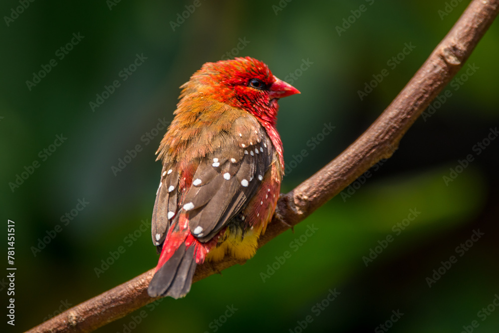 The red avadavat, red munia or strawberry finch, is a sparrow-sized bird of the family Estrildidae. It is found in the open fields and grasslands of tropical Asia and is popular as a cage bird due to The red avadavat, red munia or strawberry finch, is a sparrow-sized bird of the family Estrildidae. It is found in the open fields and grasslands of tropical Asia and is popular as a cage bird due to