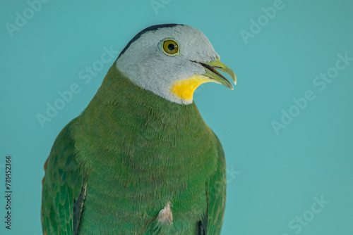 The black-naped fruit dove (Ptilinopus melanospilus), also known as the black-headed fruit dove photo