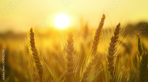 A Golden Wheat Field at Sunset