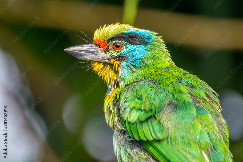 The red-throated barbet (Psilopogon mystacophanos) is a species of bird in the family Megalaimidae