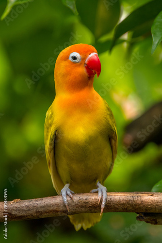 A lovebird (Agapornis) is a type of parrot. There are nine species. They are a social and affectionate small parrot. 