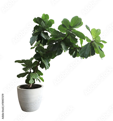 Ficus lyrate tree isolated on white background.