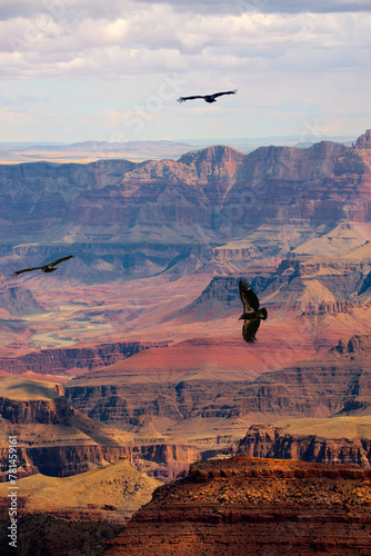 Condors flying over the Grand Canyon National Park