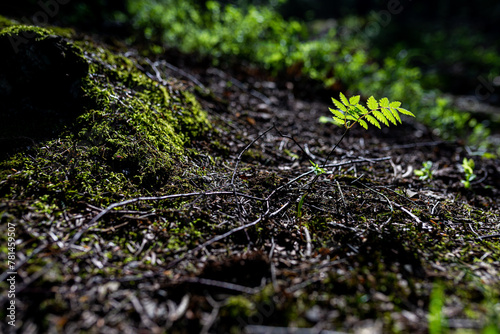 Close-up of green growing leaf with forest as background. Selective focus. © michaldziedziak