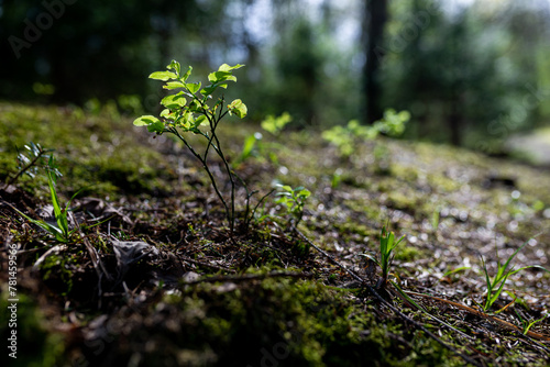 Close-up of green growing leaf with forest as background. Selective focus. © michaldziedziak