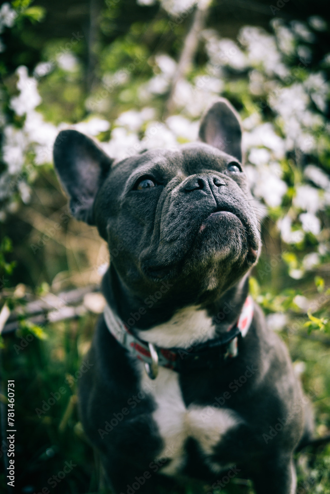 Fototapeta premium Dog in blossom