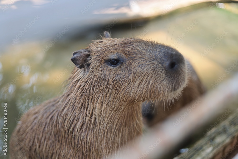 Capybara in zoo