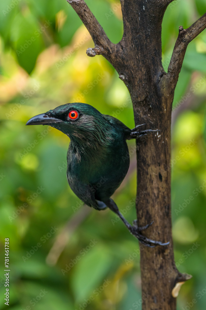 The Asian glossy starling (Aplonis panayensis) is a species of starling in the family Sturnidae. It is found in Bangladesh, Brunei, India, Indonesia The Asian glossy starling (Aplonis panayensis) is a species of starling in the family Sturnidae. It is found in Bangladesh, Brunei, India, Indonesia