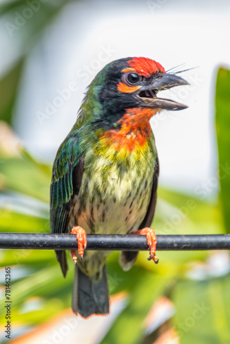 The coppersmith barbet  Psilopogon haemacephalus   also called crimson-breasted barbet and coppersmith