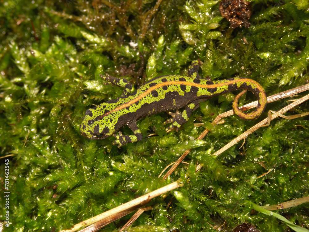Closeup on a juvenile French marbled newt, Triturus marmoratus sitting on green moss