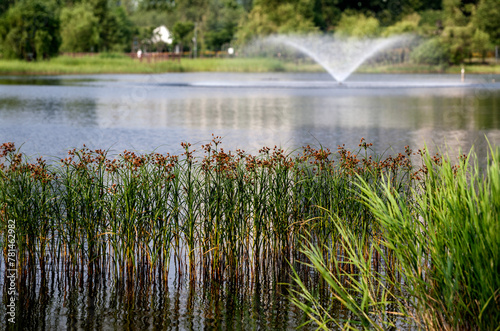 View of the lake with the plants and the fountain