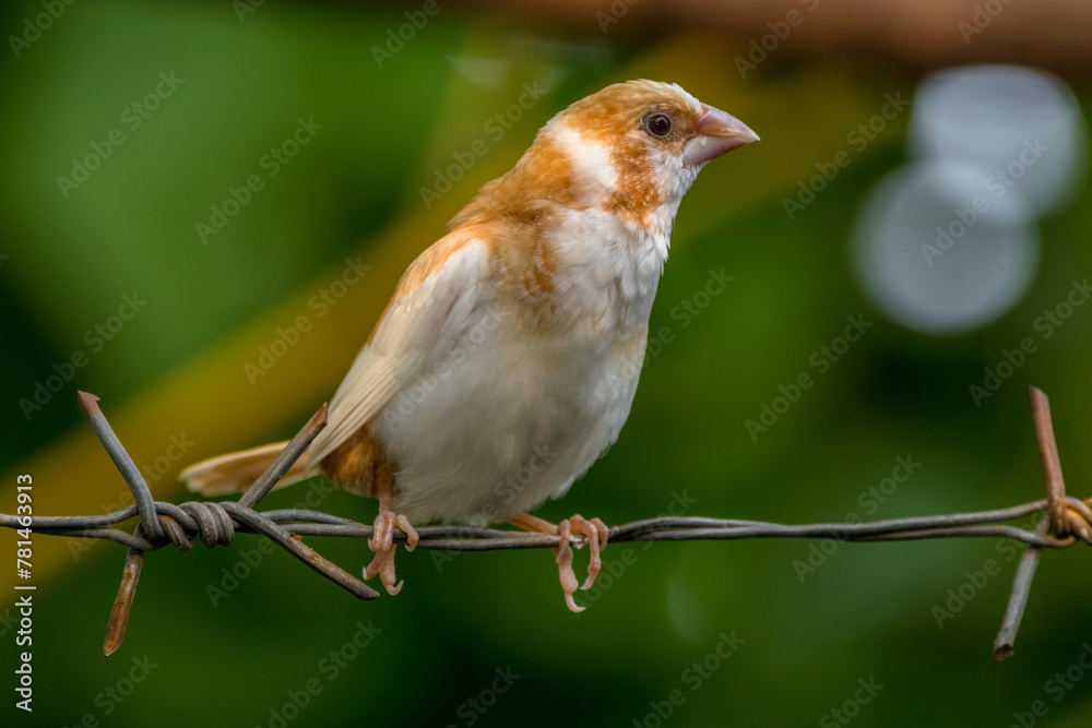 The true finches are small to medium-sized passerine birds in the family Fringillidae. The true finches are small to medium-sized passerine birds in the family Fringillidae.