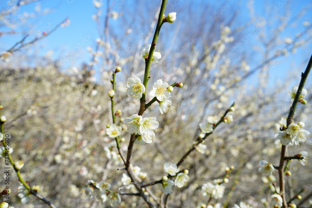 Pink and White Plum Blossom on blue sky background , Landscape of Early Spring, in Japan - 日本 梅林 ピンク 白 梅の花
Pink and White Plum Blossom on blue sky background , Landscape of Early Spring, in Japan - 日本 梅林 ピンク 白 梅の花
