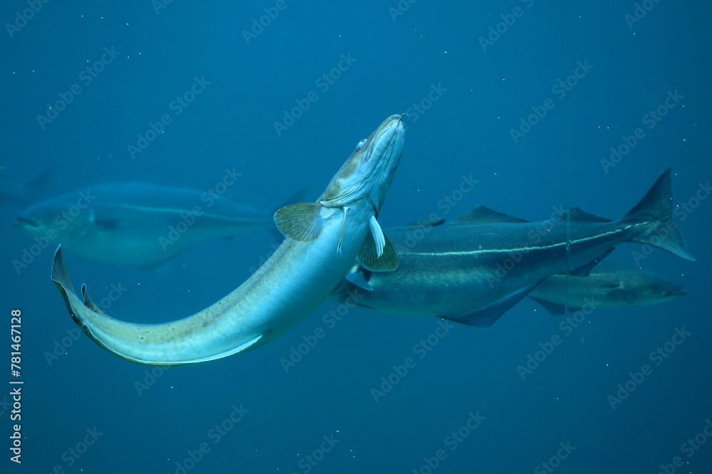 Cod (Gadus morhua) and saithe (Pollachius virens) in the Atlantic Sea Park in Alesund, Norway.