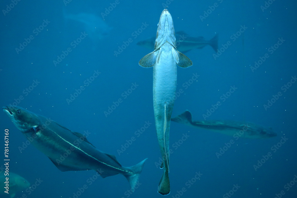 Cod (Gadus morhua) and saithe (Pollachius virens) in the Atlantic Sea Park in Alesund, Norway.