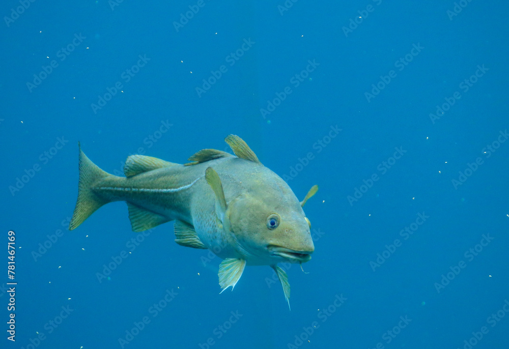 Cod (Gadus morhua) in the Atlantic Sea Park in Alesund, Norway.