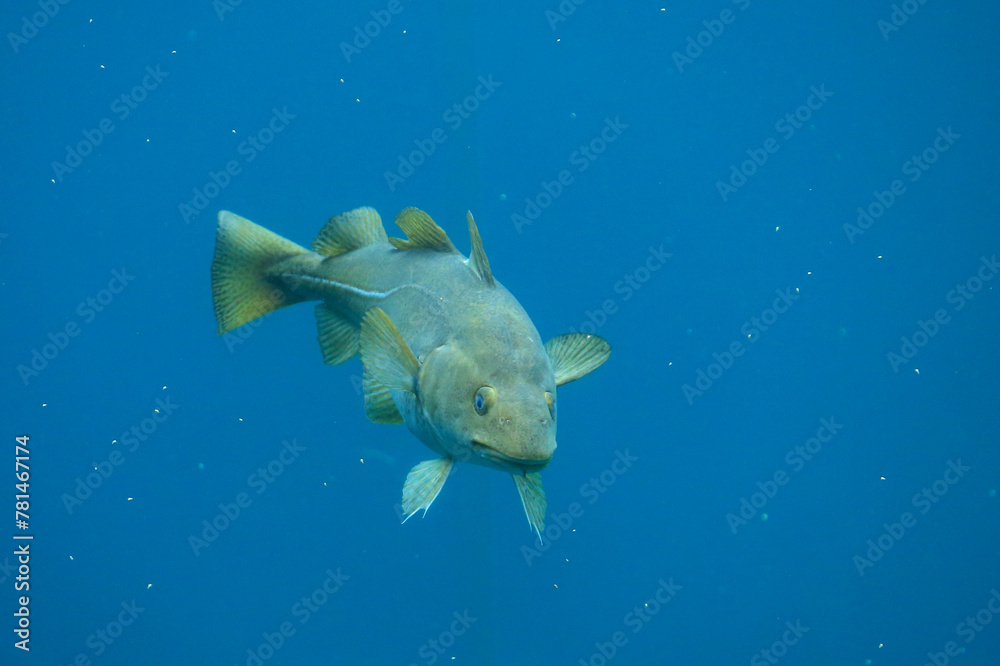 Cod (Gadus morhua) in the Atlantic Sea Park in Alesund, Norway.