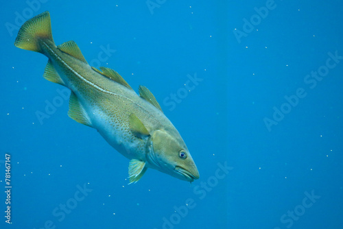Cod (Gadus morhua) in the Atlantic Sea Park in Alesund, Norway.