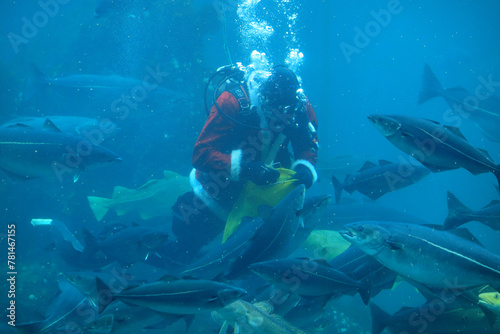 Cods  Gadus morhua  and saithes  Pollachius virens  fish during feeding in the Atlantic Sea Park in Alesund  Norway.
