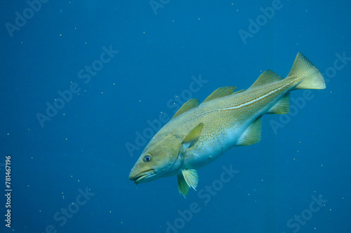 Cod (Gadus morhua) in the Atlantic Sea Park in Alesund, Norway.