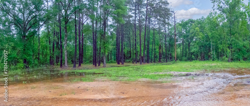Panoramic Photograph of a Flooded Forest in Southeastern Texas after a severe Thunderstorm.