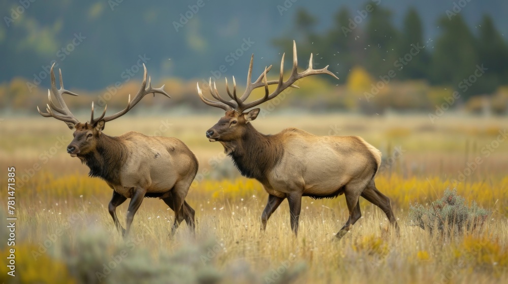 Majestic Elk Duo Trotting Across Meadow at Dusk Majestic Elk Duo Trotting Across Meadow at Dusk