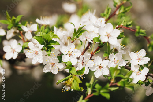 Apple blossom tree branch. Shallow depth of field isolated. White flakes little flowers. Springtime tree bloom. Sunlight plant. Floral background.