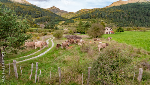 Belagua, Navarra, Spain - October 27, 2023: Cows grazing in a farm in Valley of Belagua.