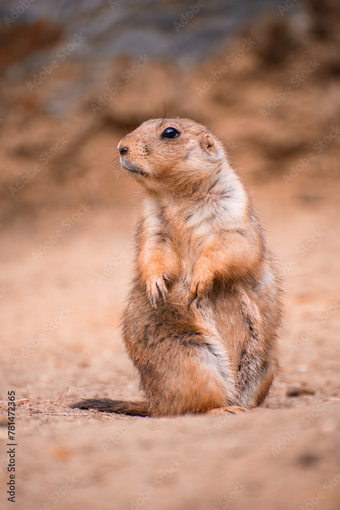 Prairie dog is looking for something Prairie dog is looking for something