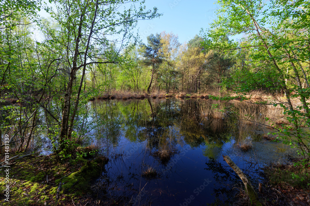 Coquibus pond in Fontainebleau forest