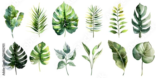 Watercolor Painting Series of Various Leaves on White Background for Botanical and Instructional Purposes