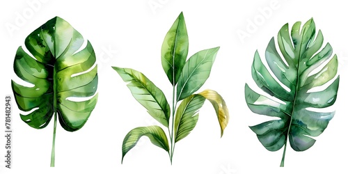 Watercolor Painting Tutorial Series on Various Tropical and Native Leaf Types on White Background photo