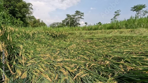 Rice collapsed in the fields due to strong winds and flooding