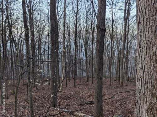 Late Winter / Early Spring in the Northeast USA