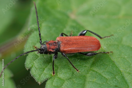 Closeup on the colorful red-eared gurnard longhorn beetle, Pyrrhidium sanguineum