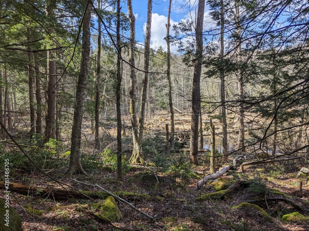 Fototapeta premium Late Winter / Early Spring in the Northeast USA