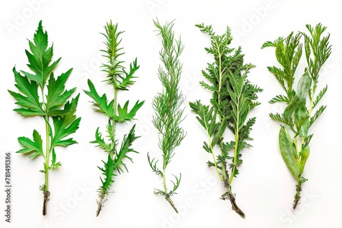 Artemisia Absinthium Botanical Illustration, Wormwood, Mugwort, Sagebrush Medicinal Plant photo