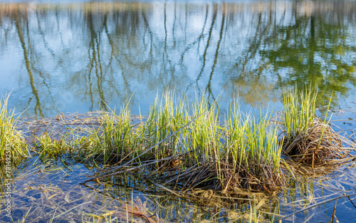 Close-up of sedges emerging in the early spring at the edge of a pond with trees reflected in the water. 