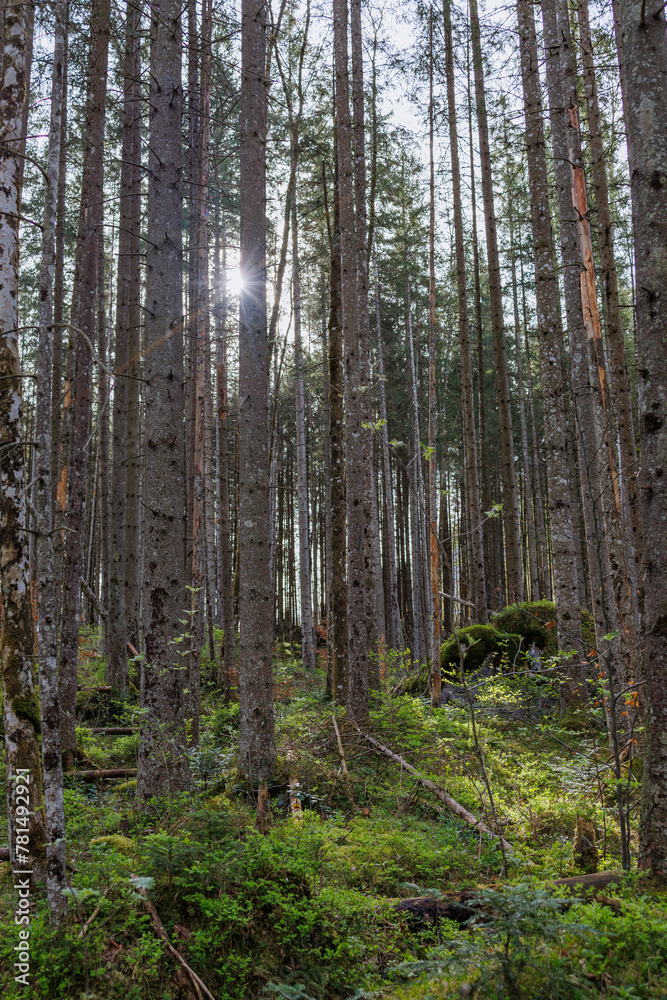 A majestic atmosphere in the middle of the forest A majestic atmosphere in the middle of the forest