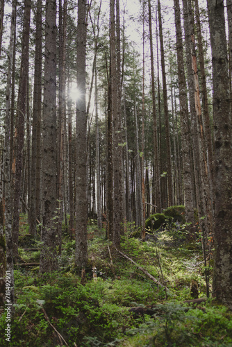 A majestic atmosphere in the middle of the forest