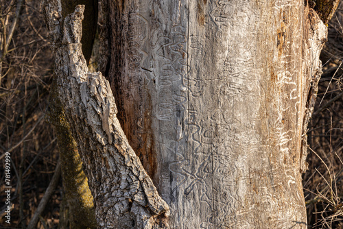 Detail of the trunk of a dead ash tree with insect paths and bark detaching from the trunk. 